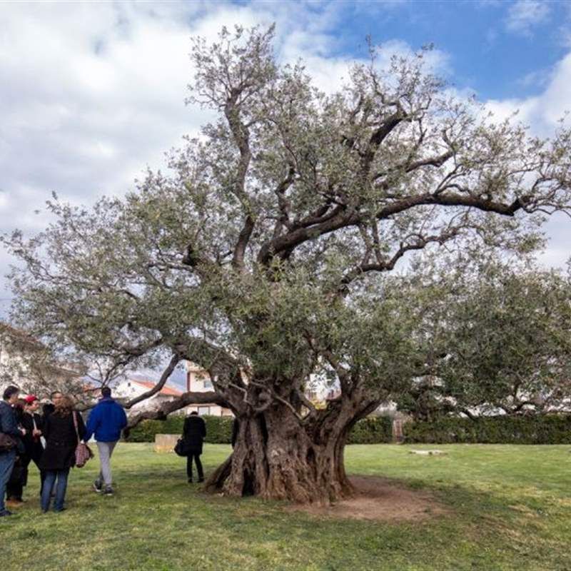 Kiparsko slikarska kolonija Kaštela 2019. „1500 godina stara kaštelanska maslina zaštićeni spomenik prirode“