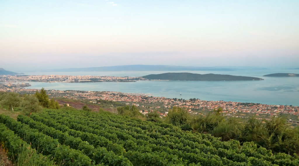 Revitalizacija vinogradarstva u Splitsko – dalmatinskoj županiji