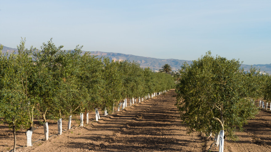Javni poziv za podnošenje zahtjeva za sufinanciranje nabave sadnog materijala za trajne nasade u 2023. godini