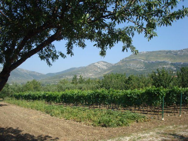 Javni poziv za podnošenje prijava za dodjelu potpora iz Programa potpora poljoprivredi na području grada Kaštela za 2024. godinu